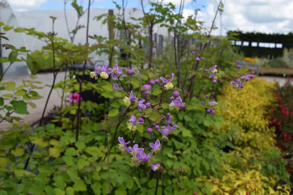 Thalictrum rochebrunianum ---